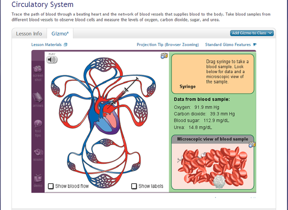 Gizmo Answers Circulatory System